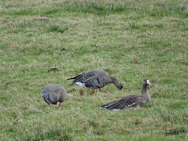 球队的整体 球队的整体