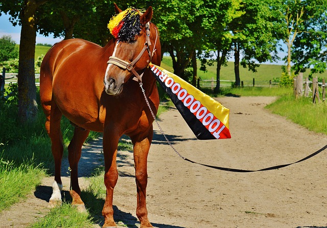 奥尔良羽球 奥尔良羽球